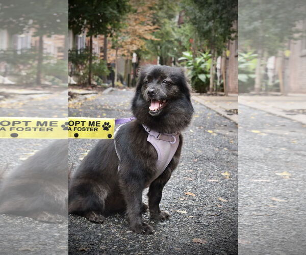 Medium Photo #20 Mutt Puppy For Sale in Philadelphia, PA, USA