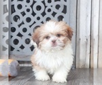 Small Photo #3 Shih Tzu Puppy For Sale in MOUNT VERNON, OH, USA