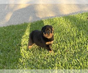 Rottweiler Puppy for sale in KINGWOOD, TX, USA