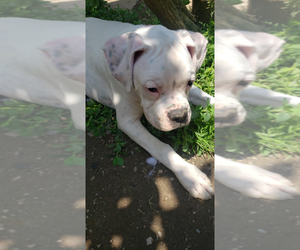 Boxer Puppy for sale in HIGHLAND LAKES, NJ, USA
