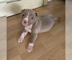 Small Photo #3 American Pit Bull Terrier-Unknown Mix Puppy For Sale in Belleville, MI, USA