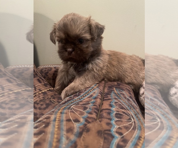 Medium Photo #10 Shih Tzu Puppy For Sale in DENTON, NC, USA