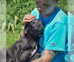 Small #3 Boglen Terrier
