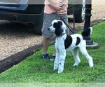 Small Photo #11 Poodle (Standard) Puppy For Sale in NASHVILLE, TN, USA