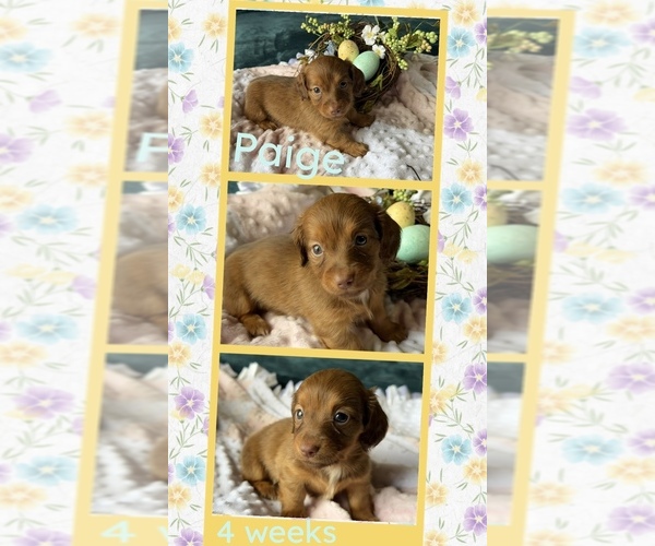 Medium Photo #1 Dachshund Puppy For Sale in NACOGDOCHES, TX, USA