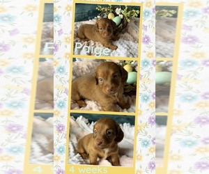 Dachshund Puppy for sale in NACOGDOCHES, TX, USA