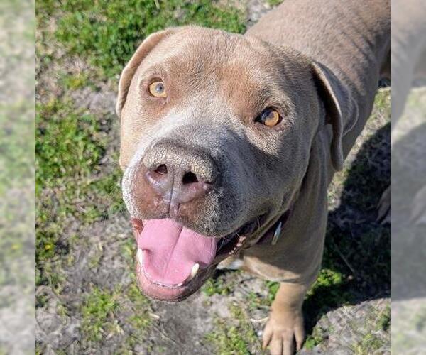 Medium Photo #2 Mutt Puppy For Sale in Houston, TX, USA