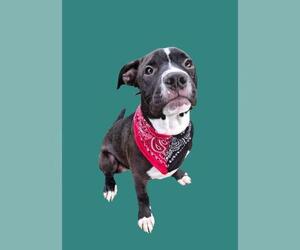 Mutt Dogs for adoption in Bakersfield, CA, USA