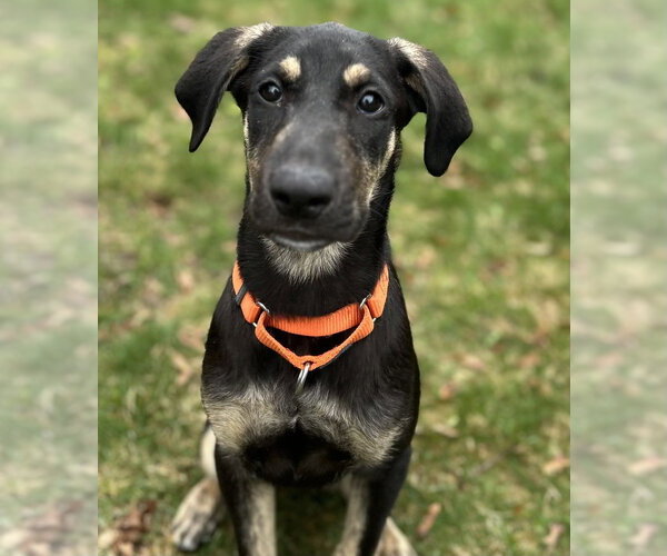 Medium Photo #6 Labrenees Puppy For Sale in Oak Bluffs, MA, USA