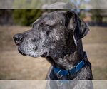 Small #3 Great Dane Mix