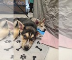 Small #3 Siberian Husky Mix