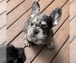 Small Photo #35 French Bulldog Puppy For Sale in GIG HARBOR, WA, USA