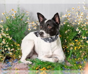 Rat Terrier-Unknown Mix Dogs for adoption in San Andreas, CA, USA