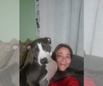 Small #2 American Pit Bull Terrier-Labrador Retriever Mix