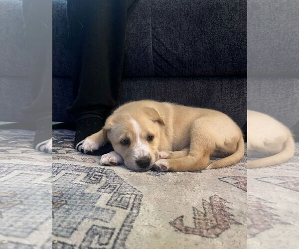 Medium Photo #5 Australian Shepherd-Unknown Mix Puppy For Sale in Valrico, FL, USA