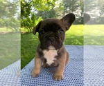 Puppy Gigi French Bulldog