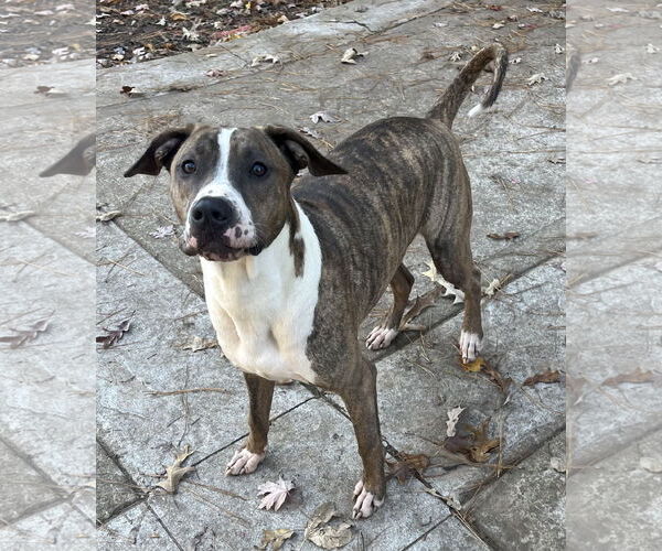 Medium Photo #7 Mutt Puppy For Sale in Holly Springs, NC, USA