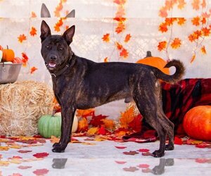 Dutch Shepherd -Unknown Mix Dogs for adoption in phoenix, AZ, USA