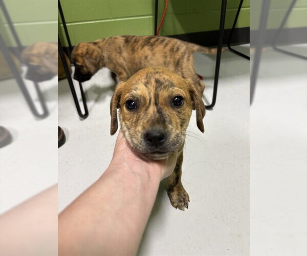 Medium Photo #1 Catahoula Leopard Dog-Unknown Mix Puppy For Sale in Temple, TX, USA
