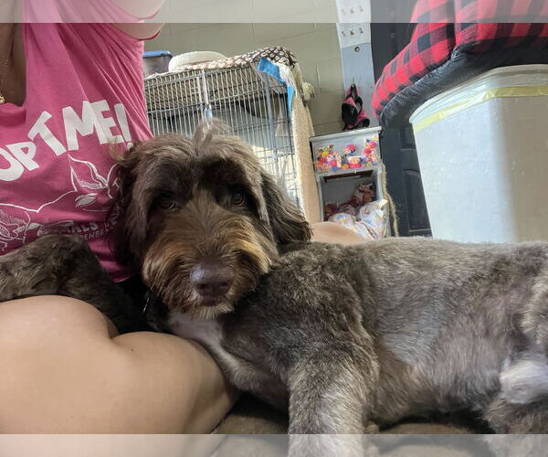 Medium Photo #3 Portuguese Water Dog Puppy For Sale in Landenberg, PA, USA