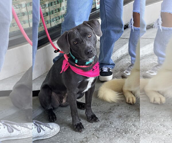 Medium Photo #8 Labmaraner Puppy For Sale in Newport Beach, CA, USA