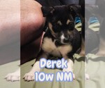 Small Mutt