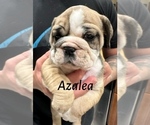 Puppy Azalea English Bulldog