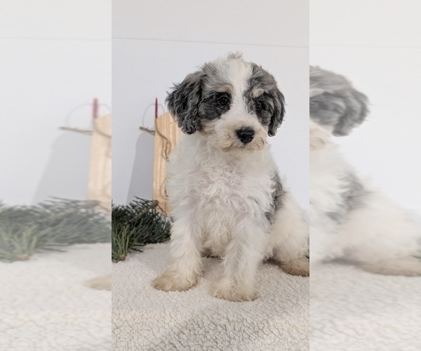 Medium Photo #54 Schnoodle (Miniature) Puppy For Sale in GOSHEN, IN, USA