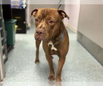 Small #1 American Pit Bull Terrier