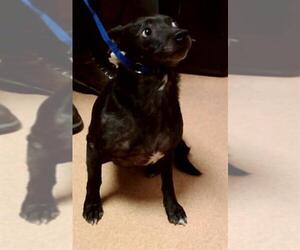 Mutt Dogs for adoption in Martinez, CA, USA
