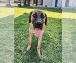 TOT - Male Labrador Retriever-Unknown Mix Dog for Adoption - Small photo