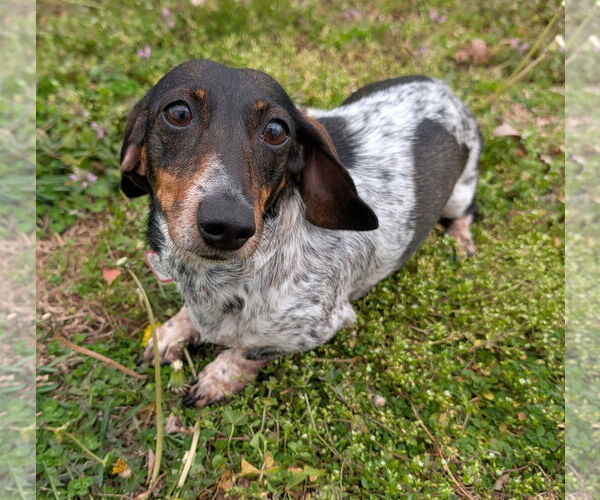 Medium Photo #2 Dachshund Puppy For Sale in Shelbyville, TN, USA