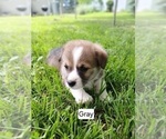 Small #2 Pembroke Welsh Corgi