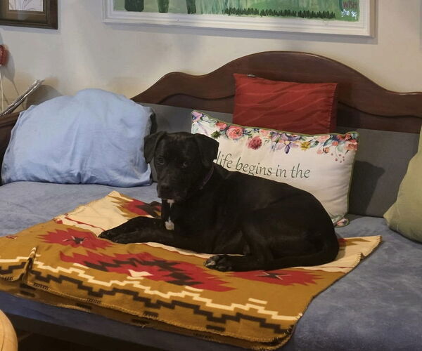 Medium Photo #1 Mutt Puppy For Sale in Westwood, NJ, USA