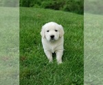 Puppy 1 English Cream Golden Retriever