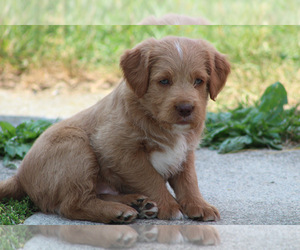 Labrador Retriever-Poodle (Toy) Mix Puppy for sale in MYERSTOWN, PA, USA