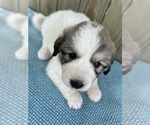 Small Photo #15 Great Pyrenees Puppy For Sale in JERSEYVILLE, IL, USA