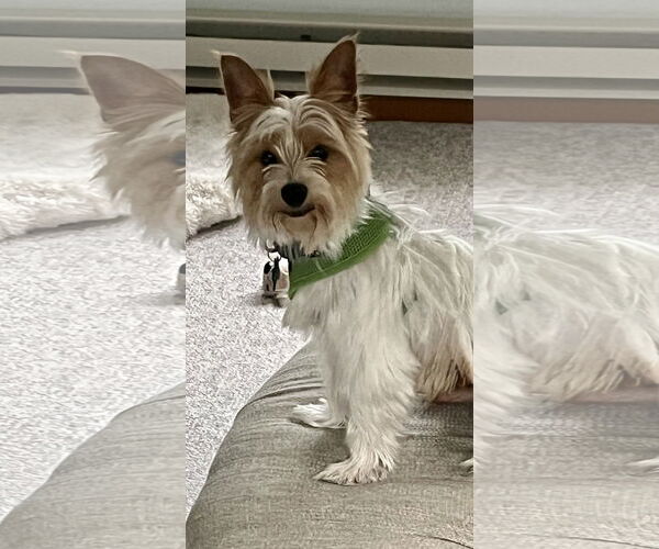 Medium Photo #5 Mutt Puppy For Sale in Allentown,, PA, USA