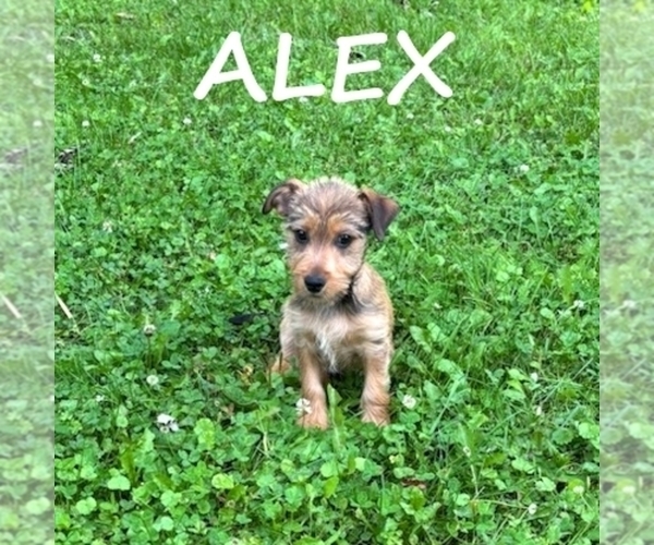 Medium Photo #2 Carkie Puppy For Sale in HARTLAND, MN, USA