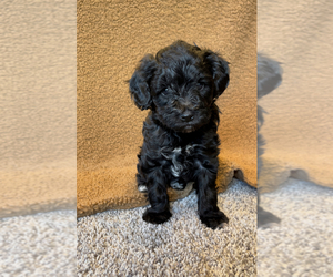 Yorkshire Terrier Puppy for sale in FENTON, MI, USA