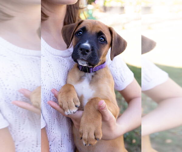 Medium Photo #2 Boxer Puppy For Sale in Dana Point, CA, USA
