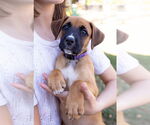Small #1 Boxer