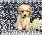 Small Photo #1 Aussiedoodle Puppy For Sale in LAKELAND, FL, USA