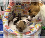 Small #1 Jack Russell Terrier