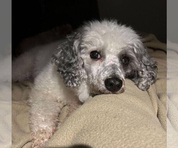 Medium Photo #2 Poodle (Standard)-Unknown Mix Puppy For Sale in Gibbstown, NJ, USA