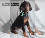 Small #2 Doberman Pinscher