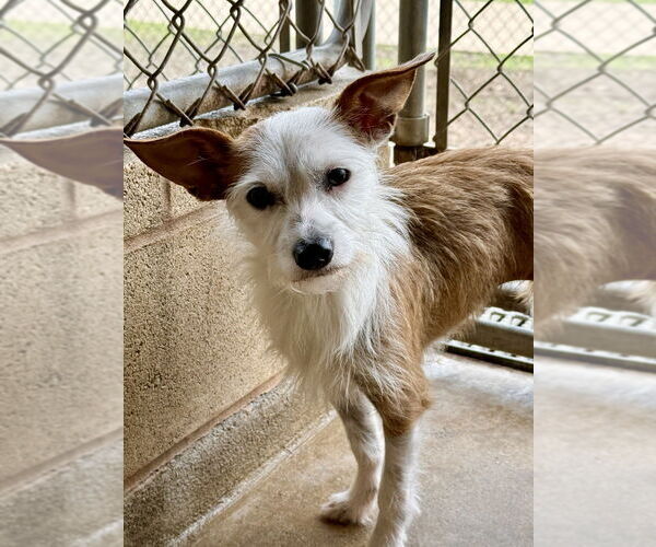 Medium Photo #1 Mutt Puppy For Sale in San Leon, TX, USA