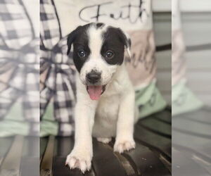 Lab-Pointer Dogs for adoption in Brewster, NY, USA