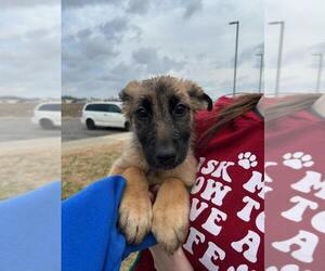 German Shepherd Dog-Unknown Mix Dogs for adoption in Evansville, IN, USA