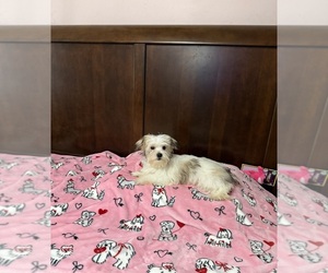 Morkie Puppy for sale in BENSON, NC, USA